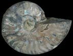 Silver Iridescent Ammonite - Madagascar #6857-1
